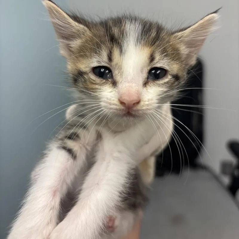 A baby small-sized female White Domestic Medium Hair cat named Silly Pants for adoption in Jacksonville, FL