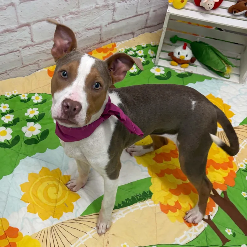 A baby medium-sized female Pit Bull Terrier dog named Eloise for adoption in Oxford, MI