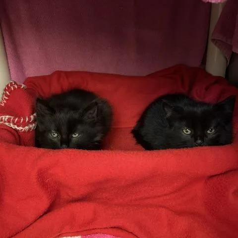 A baby small-sized male Black Domestic Short Hair cat named Baileystiny spirit for adoption in Springfield, MA