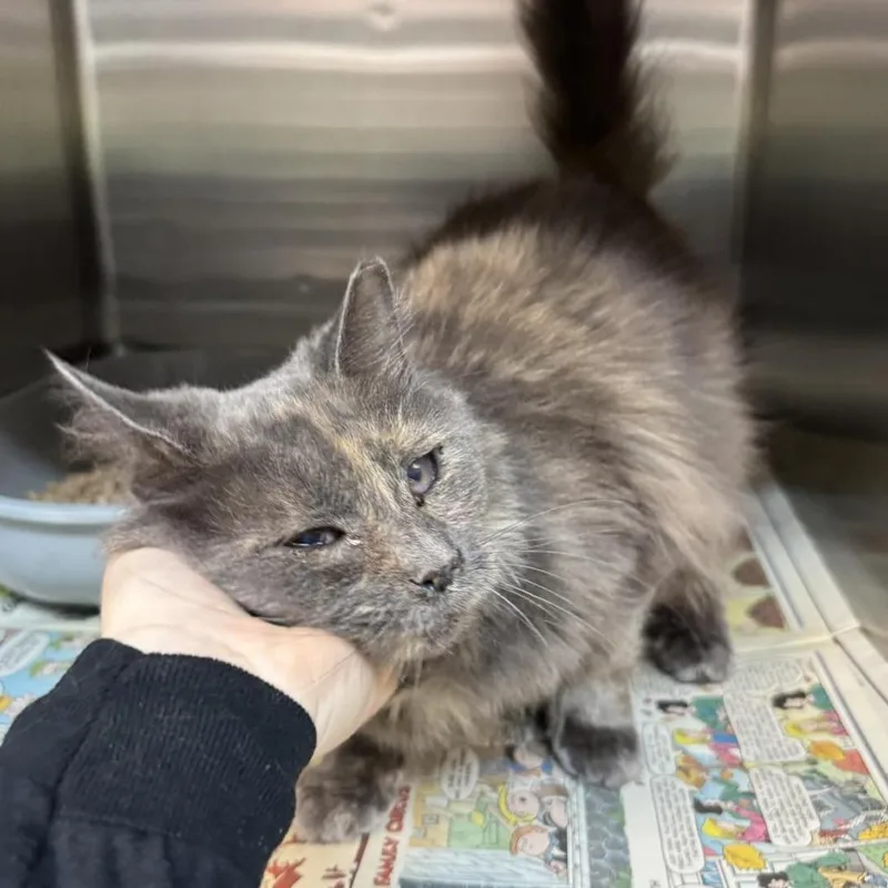 An adult small-sized female Tortoiseshell Domestic Medium Hair cat named Dollface for adoption in Shinnston, WV