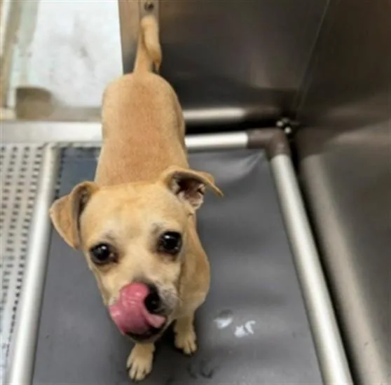 A young small-sized male Pug dog named Bumble for adoption in Denver, CO
