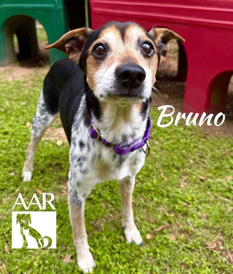 A senior small-sized male Australian Cattle Dog / Blue Heeler dog named Bruno for adoption in Magnolia, TX