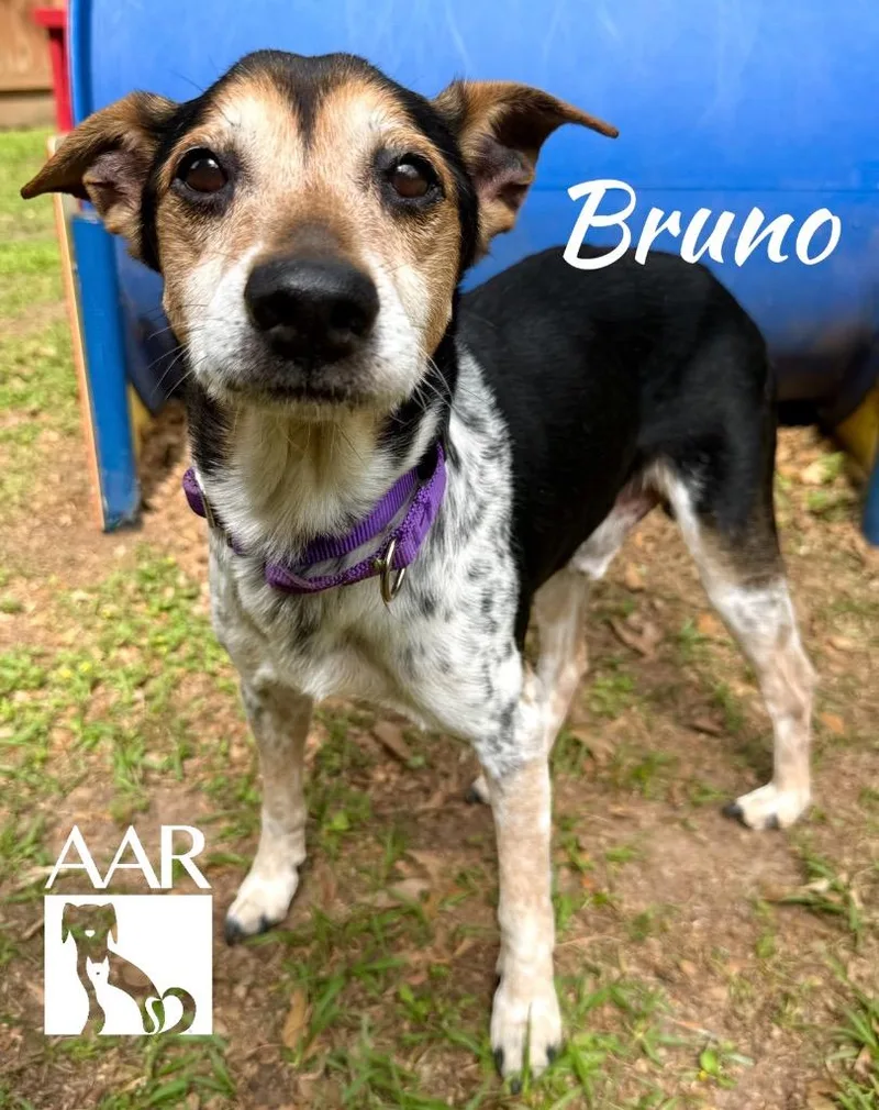 Bruno thumbnail 2