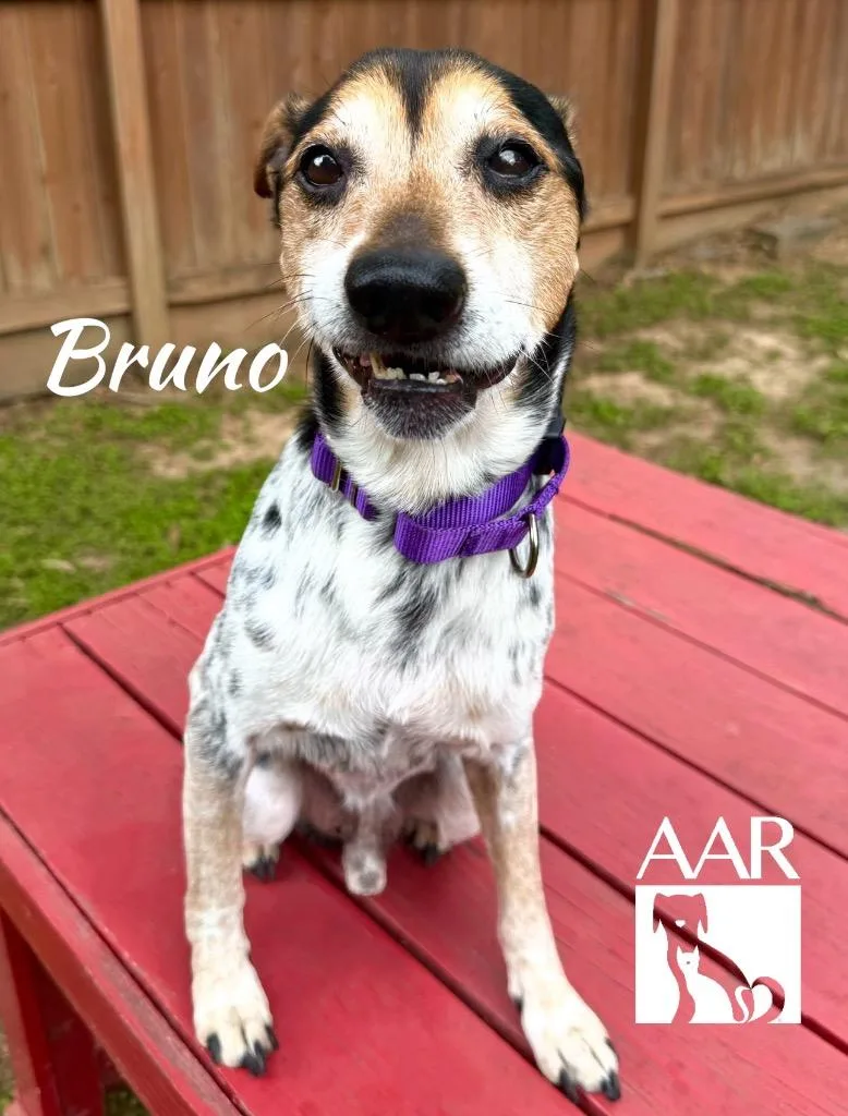 Bruno thumbnail 3