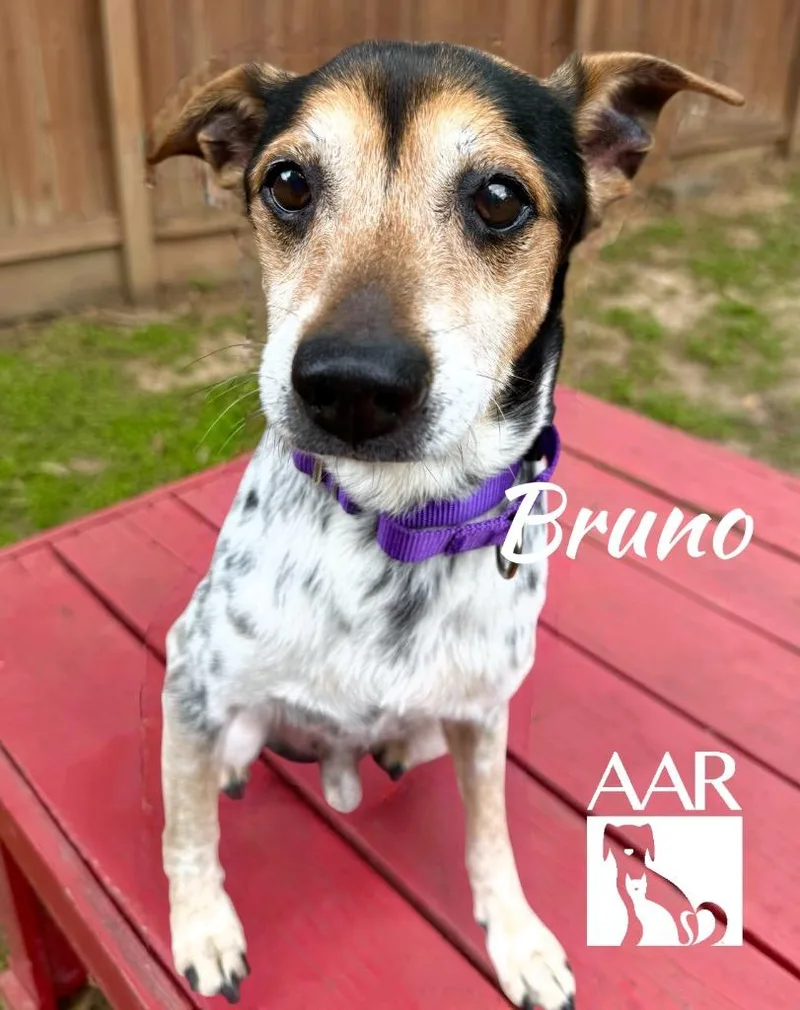Bruno thumbnail 4