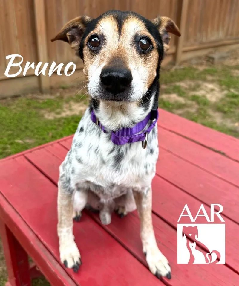 Bruno thumbnail 5
