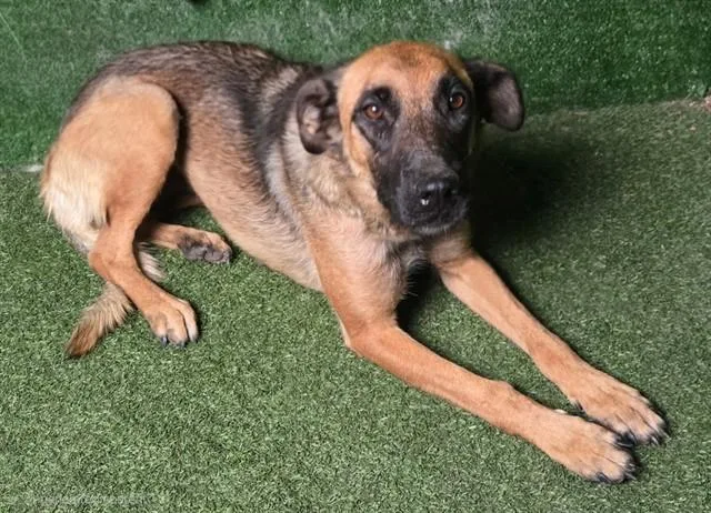 An adult medium-sized female Belgian Shepherd / Malinois dog named A for adoption in Lancaster, CA