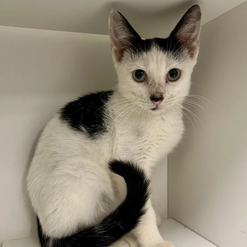 A baby small-sized female Domestic Short Hair cat named Jelly Bean for adoption in St Joseph, MO