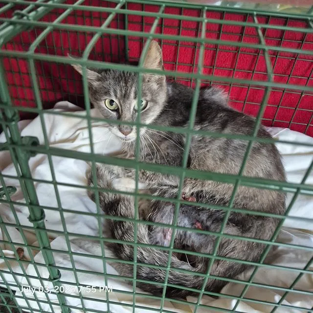 A young small-sized male Domestic Short Hair cat named Newbie for adoption in San Antonio, TX