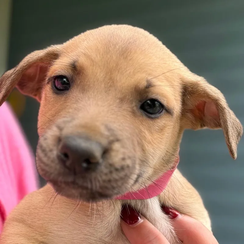 A baby small-sized female Brown / Chocolate Boxer dog named Penny  Magenta for adoption in Greenfield, IN