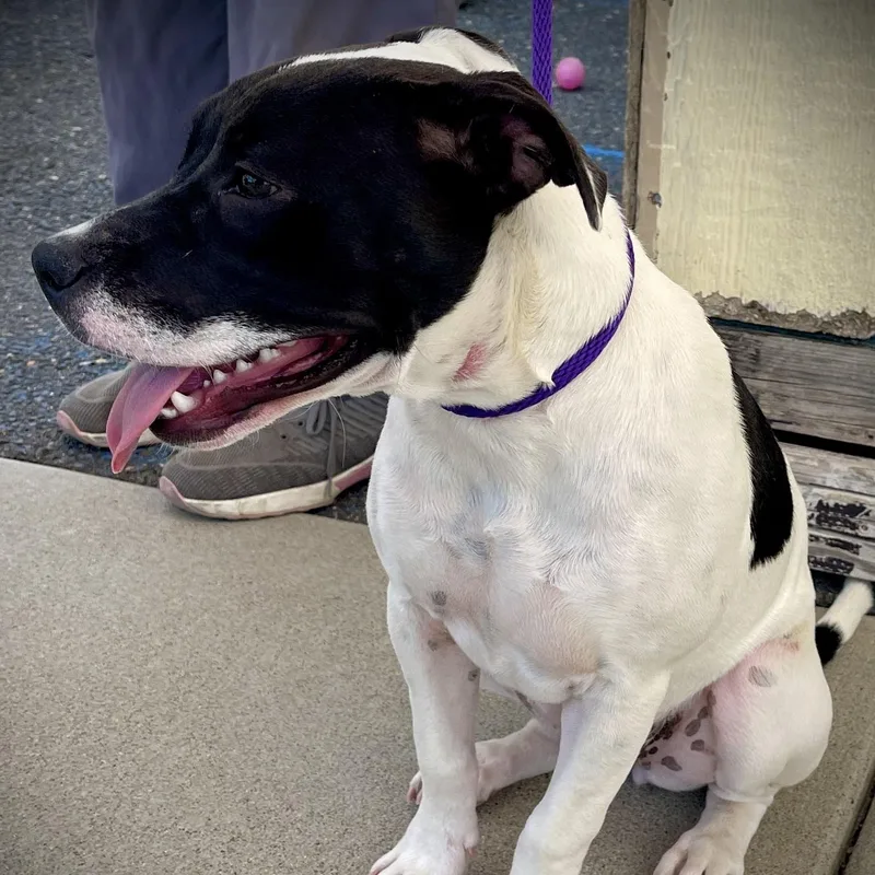 A young medium-sized female Australian Cattle Dog / Blue Heeler dog named Danni for adoption in San Andreas, CA