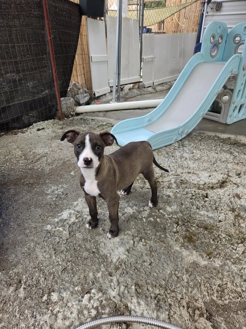 A baby medium-sized female Terrier dog named Jam for adoption in Tracy City , TN