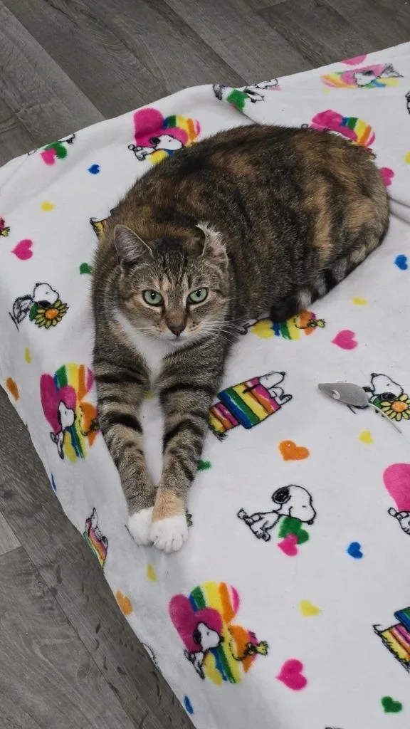 Primrose thumbnail 2