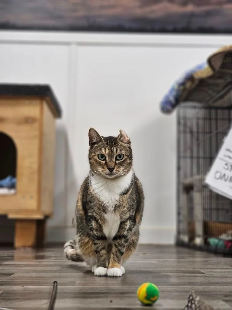 Primrose thumbnail 3