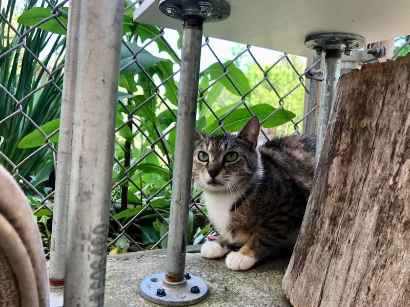 Primrose thumbnail 4