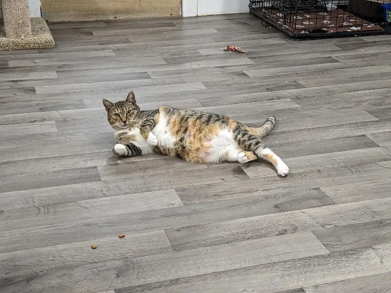 Primrose thumbnail 5