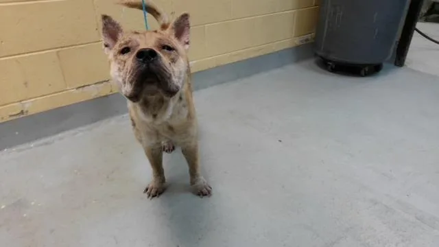A young large-sized male Chow Chow dog named Mo for adoption in Tulsa, OK