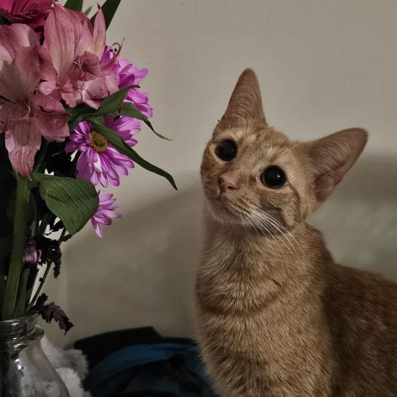 A baby medium-sized female Tabby (Orange / Red) Tabby cat named Persimmon for adoption in Richmond, VA