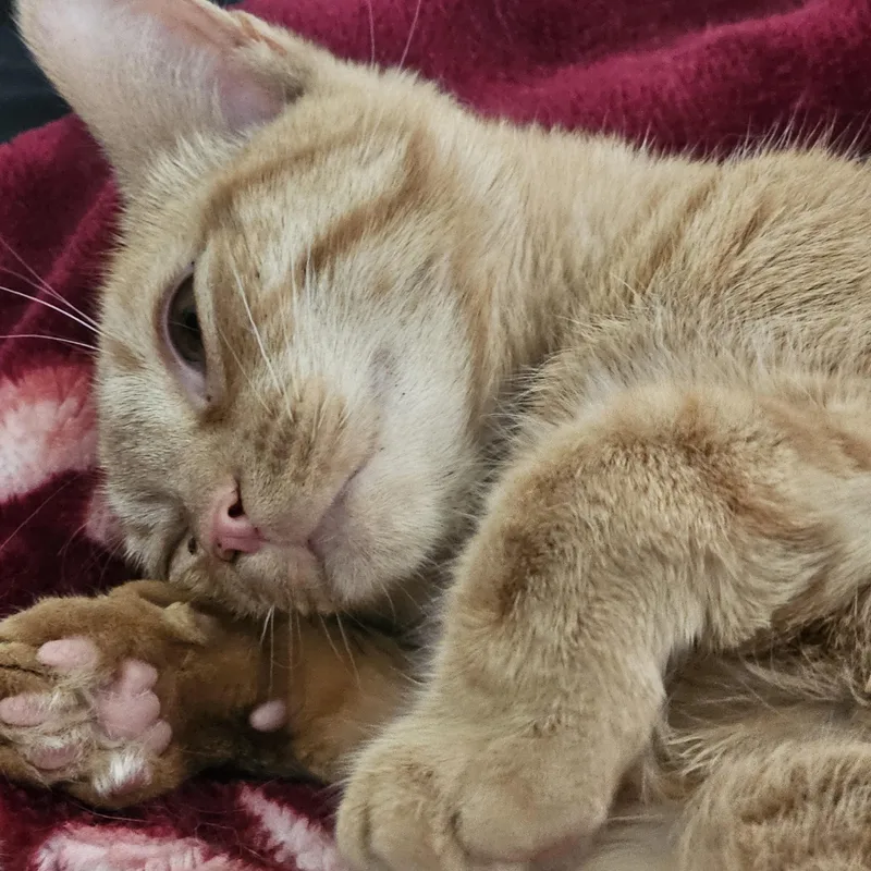 Persimmon thumbnail 4