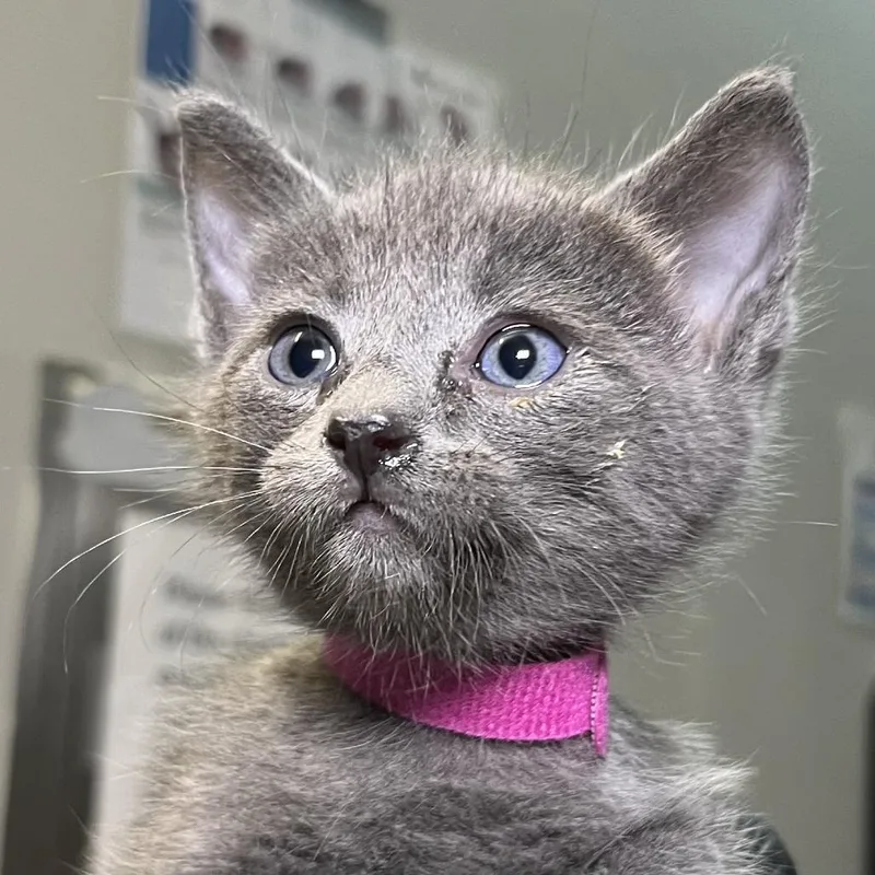 A baby small-sized female Gray / Blue / Silver Domestic Short Hair cat named Italy for adoption in Palm Springs, CA