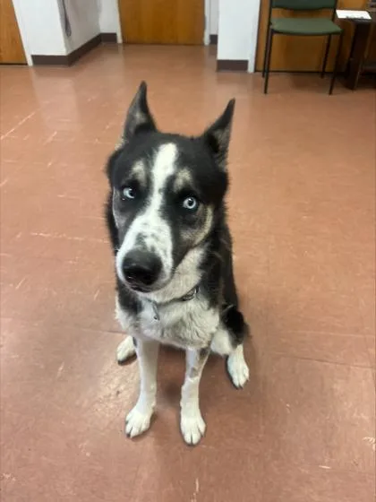 An adult medium-sized male Siberian Husky dog named Mateo for adoption in Rapid City, SD