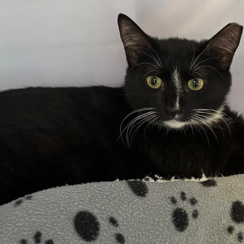 A young medium-sized male Black Domestic Short Hair cat named Nicolas for adoption in Sarasota, FL