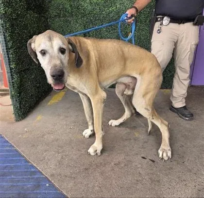 An adult extra large-sized male Yellow / Tan / Blond / Fawn Great Dane dog named 60791324 for adoption in El Paso, TX