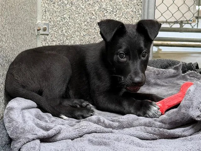 A baby small-sized male Labrador Retriever dog named Benny for adoption in Santa Rosa, CA