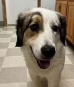 An adult large-sized female White / Cream Great Pyrenees dog named Gigi for adoption in Libby, MT