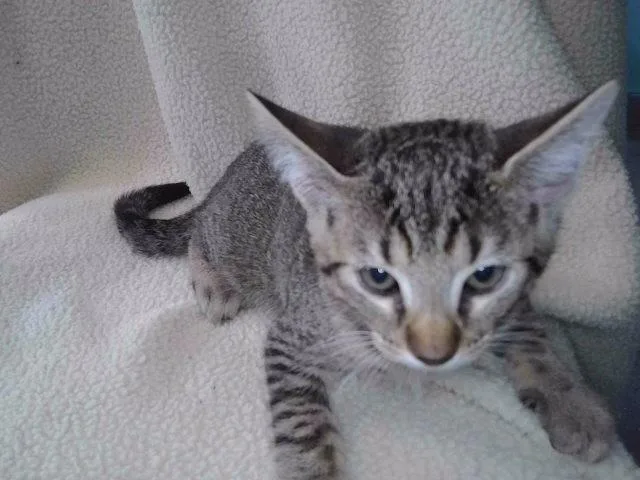 A baby medium-sized female Domestic Short Hair cat named Victoria for adoption in Baldwin Park, CA
