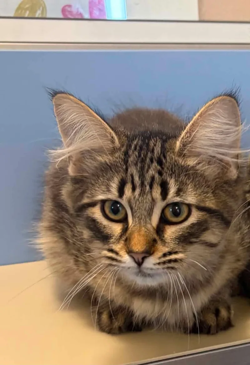 A young large-sized male Domestic Long Hair cat named Huck for adoption in Lincoln, MI