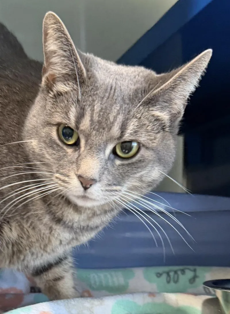 A young medium-sized male Tabby (Gray / Blue / Silver) Domestic Short Hair cat named Kj for adoption in Sault Sainte Marie, MI