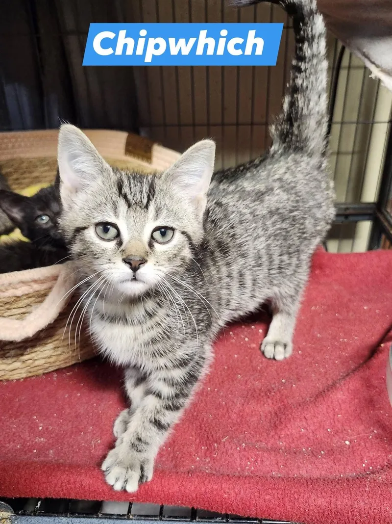 A baby medium-sized male Tabby (Brown / Chocolate) Tabby cat named Chipwhich for adoption in Cosby, TN