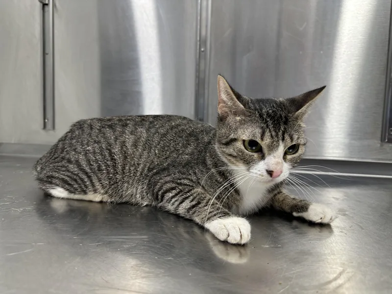 An adult medium-sized female Tabby (Gray / Blue / Silver) Domestic Short Hair cat named Omelette for adoption in Converse, TX
