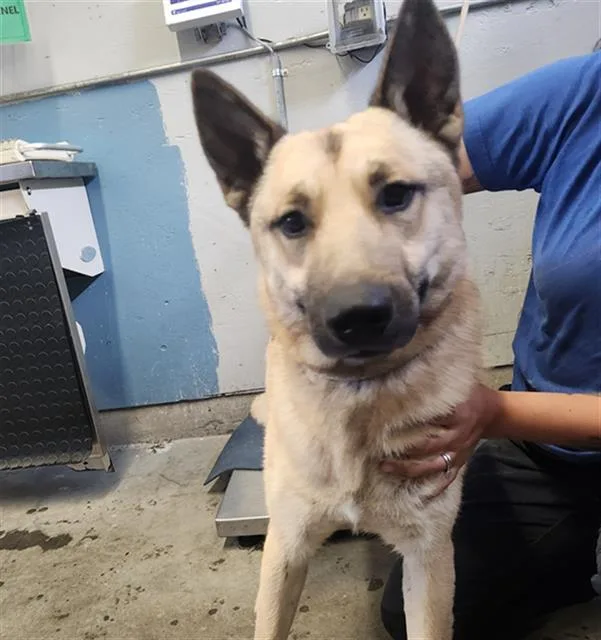 A young large-sized male German Shepherd Dog dog named Zeus for adoption in Camarillo, CA