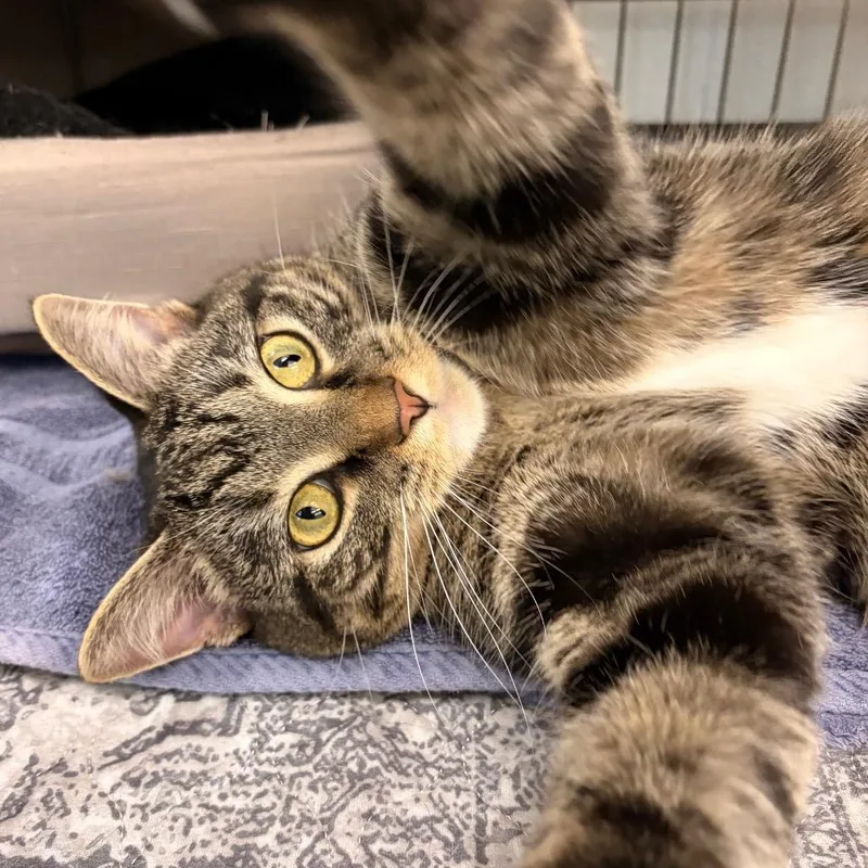 An adult medium-sized male Brown / Chocolate Domestic Short Hair cat named Crowley for adoption in Marshall, VA