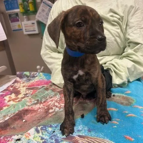 A baby medium-sized male Brown / Chocolate Mixed Breed dog named Cheeseburger for adoption in Knoxville, TN