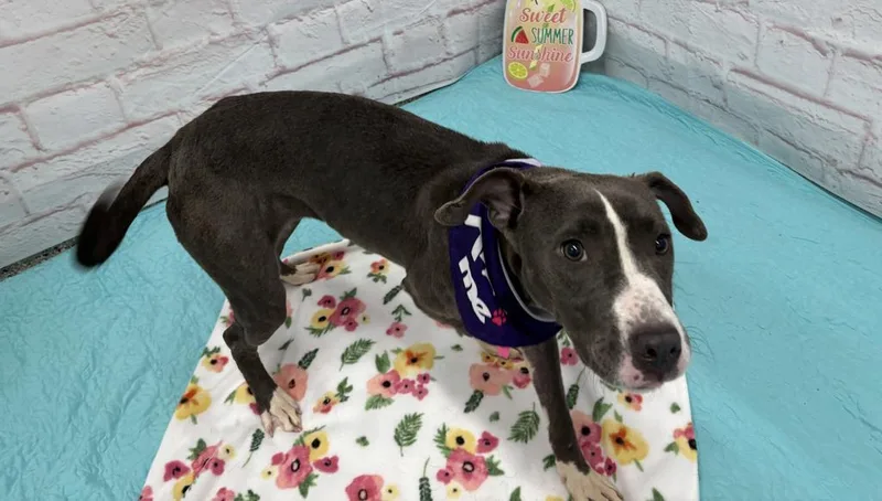 A baby medium-sized female Mixed Breed dog named Taz for adoption in Detroit, MI