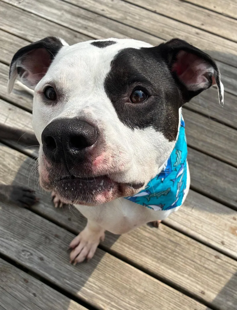 A young medium-sized male American Bulldog dog named Buck for adoption in Hillsboro, NH