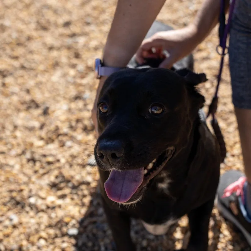 An adult medium-sized female Mixed Breed dog named Bella for adoption in Elizabeth City, NC