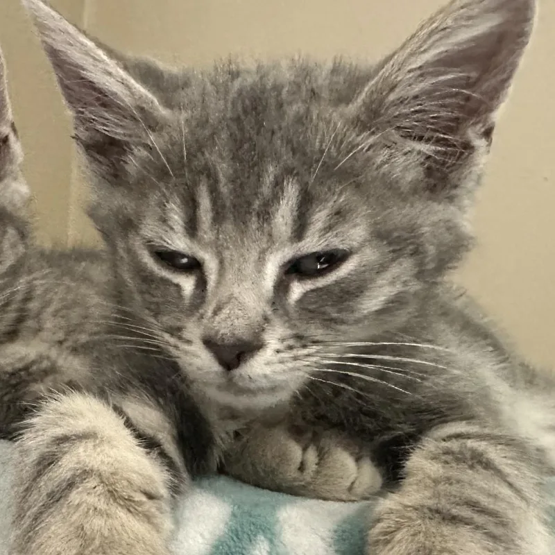 A baby small-sized male Gray / Blue / Silver Domestic Short Hair cat named Johnny for adoption in Opelika, AL