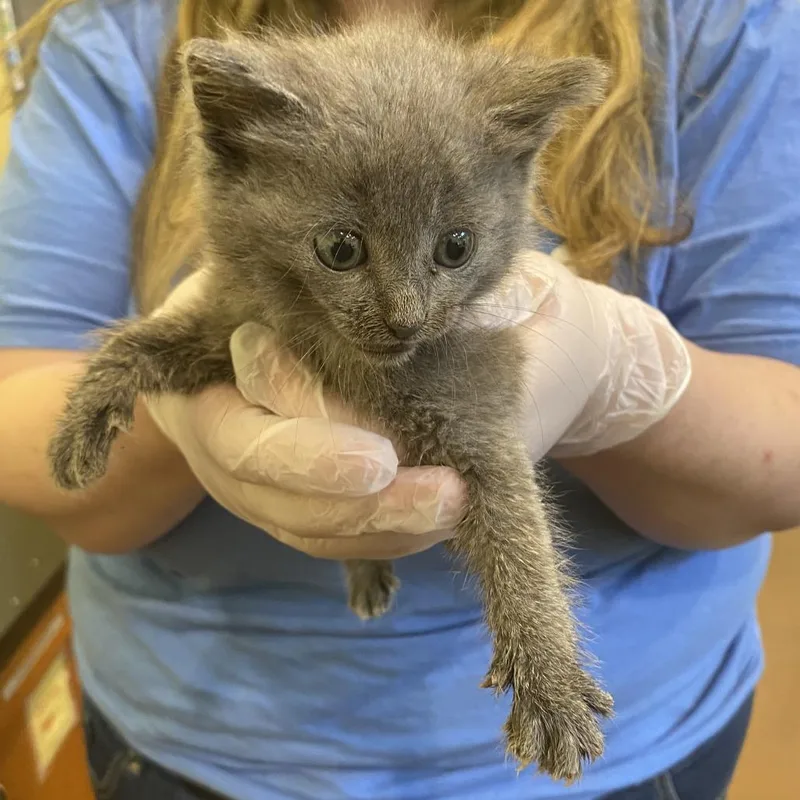 A baby small-sized female Gray / Blue / Silver Domestic Short Hair cat named Turtwig for adoption in Lynchburg, VA