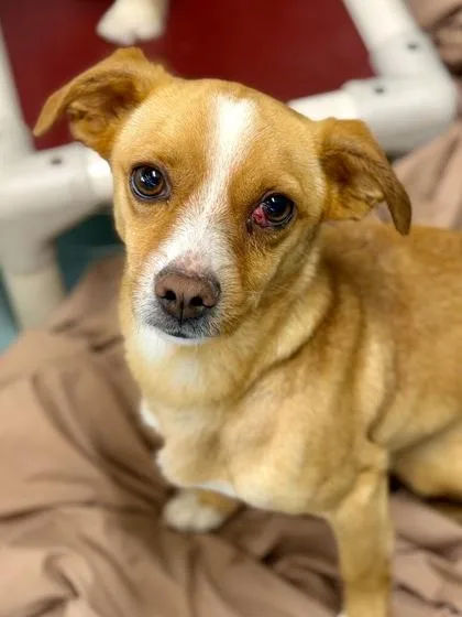 An adult small-sized male Chihuahua dog named Juju for adoption in New Orleans, LA