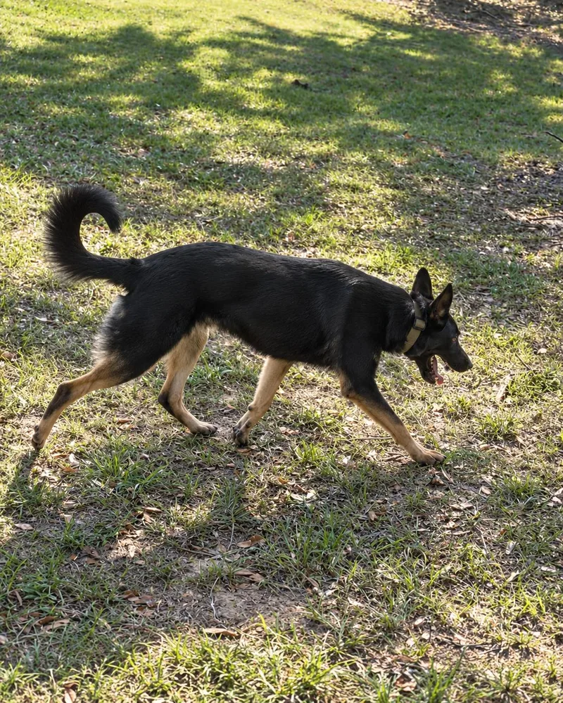 A young large-sized male Belgian Shepherd / Malinois dog named Rush for adoption in Kiln, MS