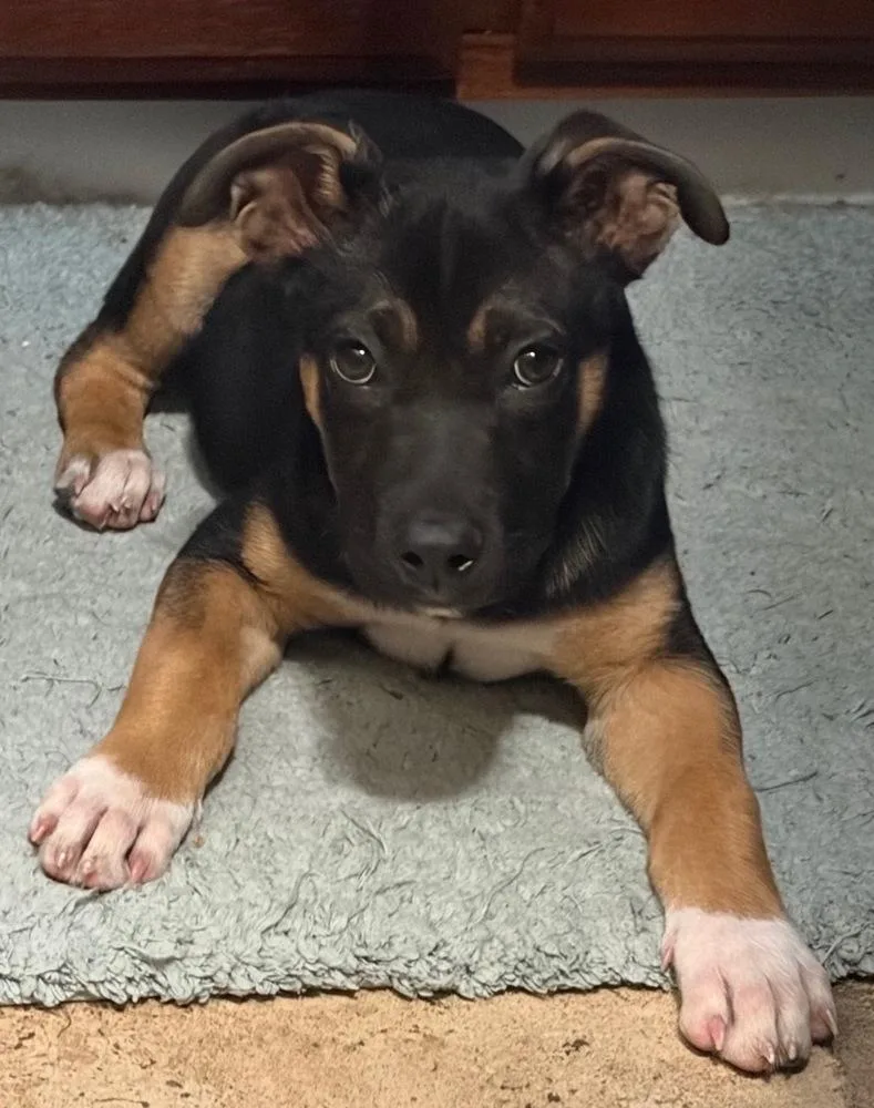 A baby large-sized female Tricolor (Brown, Black, & White) German Shepherd Dog dog named Dani for adoption in Pleasant Hill, CA
