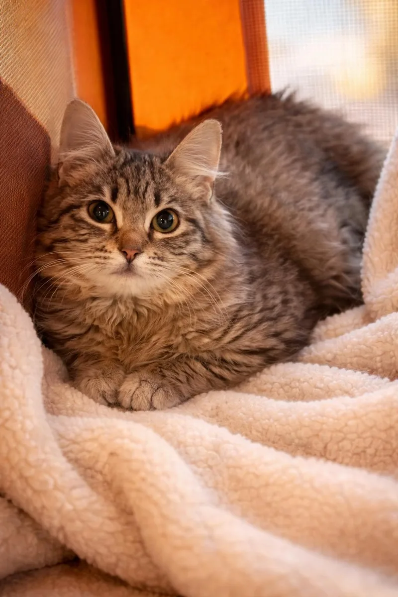 Mittens Napa thumbnail 2