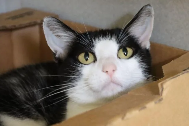 A young small-sized female Domestic Short Hair cat named Lyla for adoption in Tucson, AZ