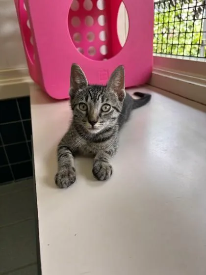 A baby small-sized female Domestic Short Hair cat named Misty for adoption in Honolulu, HI