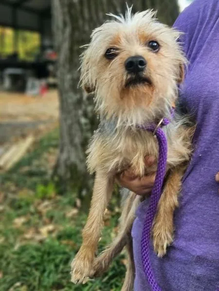 A young small-sized male Yorkshire Terrier dog named Finney in LA for adoption in Cranston, RI