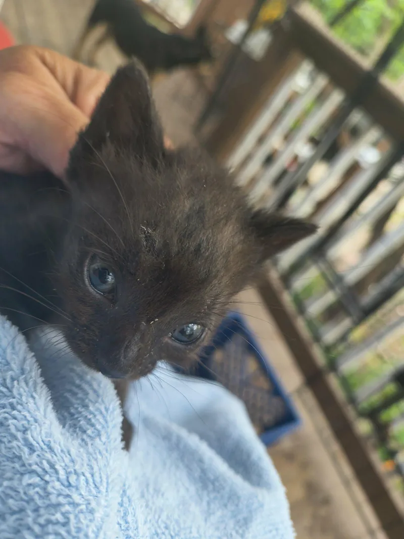 A baby small-sized male Black Domestic Short Hair cat named Zade for adoption in Stover, MO